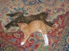 Kittens Asleep on the Rug