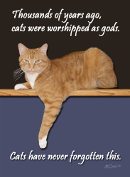 Zeus, the Orange Kitty, Ginger Cat Worshipped as Gods